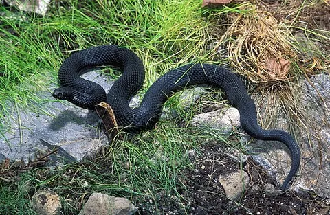 nikolsky's viper: a venomous viper, Vipera nikolskii, endemic to Ukraine, eastern Romania, and southwestern Russia