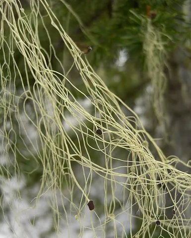 witch's hair: any of various fruticose or hair-like lichens, especially in the genus Alectoria (e.g. Alectoria...