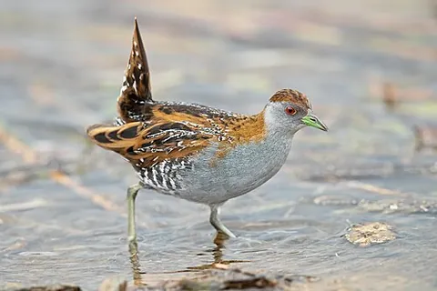 baillon's crake: a small rallid, Zapornia pusilla (syn. Porzana pusilla), distributed unevenly throughout Africa,...