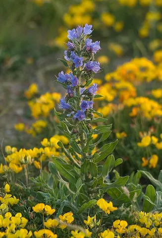 viper's bugloss: any plant of species Echium vulgare, family Boraginaceae, native to most of Europe and western and...