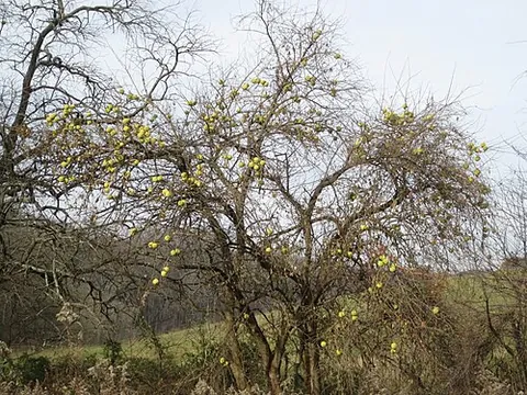 bois d'arc: an Osage orange tree, of species Maclura pomifera, or wood of this tree