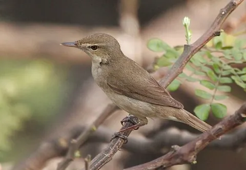 sykes's warbler: iduna rama, an Old World warbler