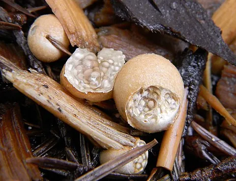 bird's nest fungus: any of the fungi of the family Nidulariaceae, or of the former order Nidulariales
