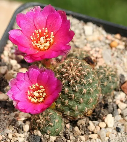 steinbach's crown cactus: any member of the species Rebutia steinbachii of flowering cactuses