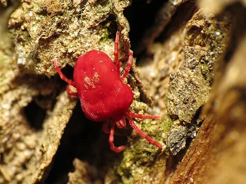 bête rouge: a mite of the genus Trombidium