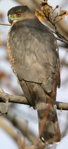 cooper's hawk: astur cooperii, a medium-sized hawk found from Canada to northern Mexico