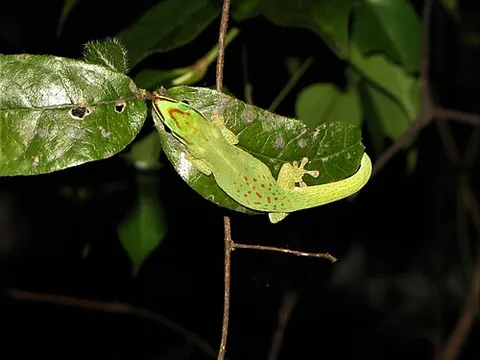 seipp's day gecko: phelsuma seippi, a species of endangered diurnal gecko native to the rainforests of northern...