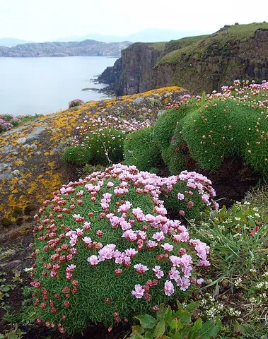 lady's cushion: a herb, the thrift, (Armeria maritima), that grows in dense tufts