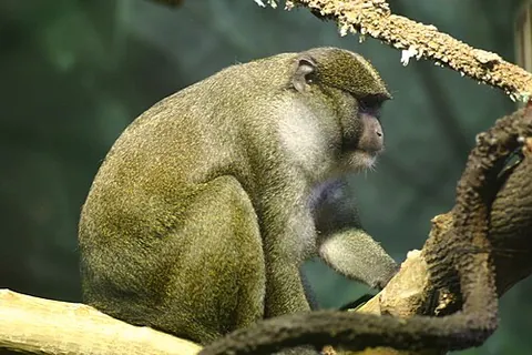 allen's swamp monkey: allenopithecus nigroviridis, a stocky Old World monkey, endemic to the Congo Basin, with its range...