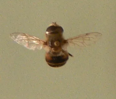 bill gates' flower fly: a species of flower fly from Costa Rica, Eristalis gatesi