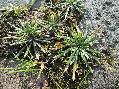 buck's-horn: buck's horn plantain (Plantago coronopus), a plant with leaves branched somewhat like the horn of a...