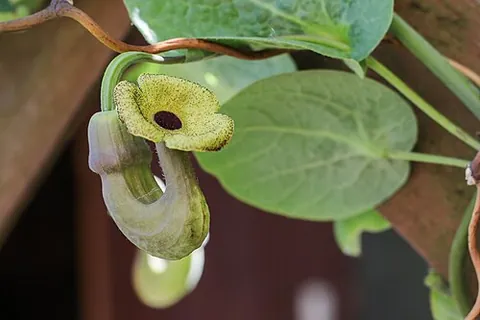 dutchman's pipe: a plant of the genus Aristolochia
