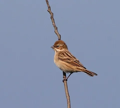 pallas's bunting: emberiza pallasi, a passerine bird in the bunting family Emberizidae