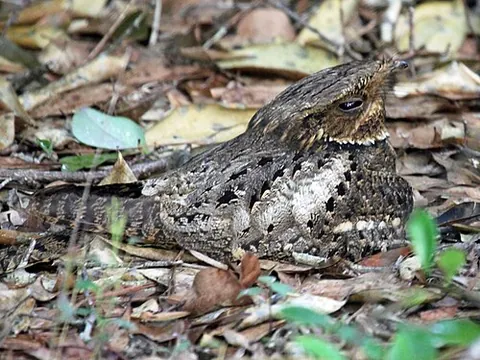 chuck-will's-widow: antrostomus carolinensis, a goatsucker of the southern United States