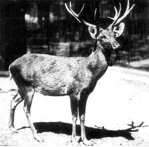 schomburgk's deer: an extinct deer (†Rucervus schomburgki) once native to south-east Asia, having a dark brown coat...