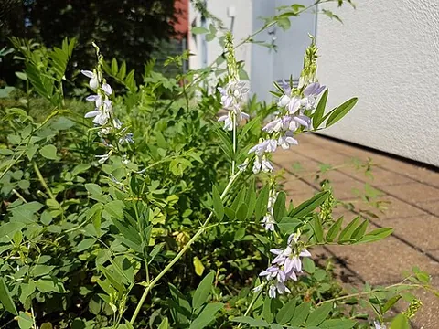 goat's rue: galega officinalis (French lilac, Italian fitch, Spanish sainfoin)