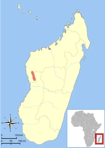 cleese's woolly lemur: avahi cleesei, a lemur from Madagascar