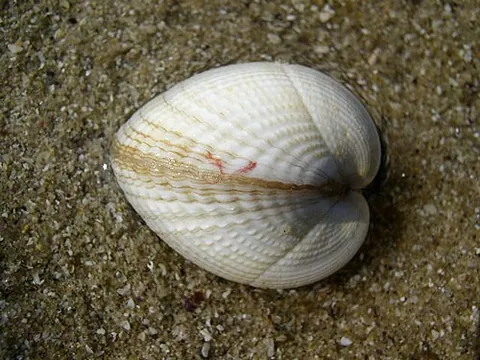warm the cockles of someone's heart: especially of food or drink (particularly an alcoholic beverage): to cause someone to feel deeply...