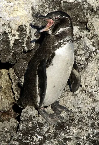 galápagos penguin: a species of penguin, Spheniscus mendiculus, which lives on the Galápagos Islands