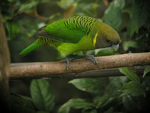 brehm's tiger parrot: a small, mainly green parrot, Psittacella brehmii, found in the highlands of New Guinea