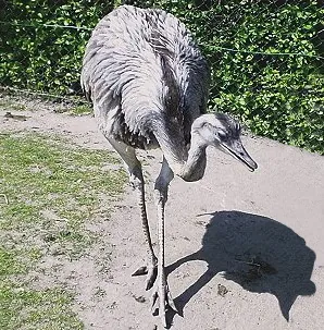 darwin's rhea: a small rhea, Rhea pennata, found from Patagonia to the high Andes