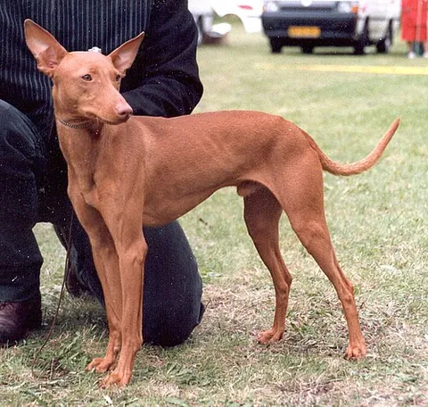 cirneco dell'etna: a hound bred to hunt rabbits in Sicily