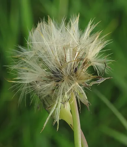 cat's ear: hypochaeris gen. et spp