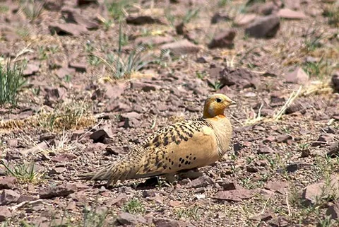 pallas's sandgrouse: syrrhaptes paradoxus, a bird in the sandgrouse family