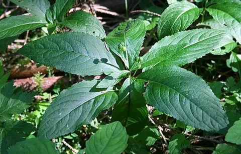 dog's mercury: mercurialis perennis, a herbaceous, downy perennial woodland plant with erect stems bearing simple,...