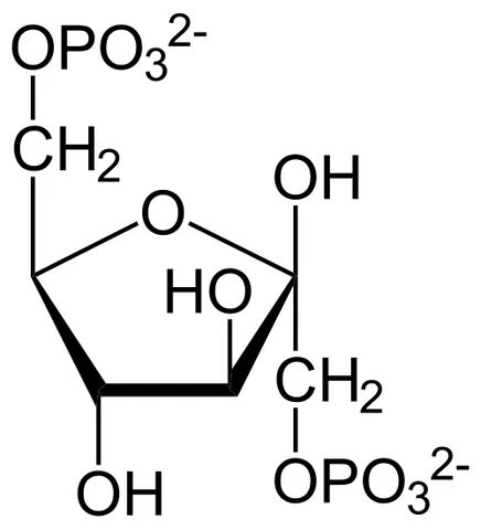 fructose 1,6-bisphosphate: a fructose derivative phosphorylated at the hydroxy groups on carbon 1 and 6
