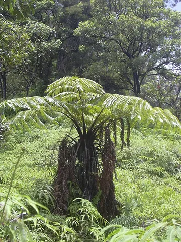 hapu'u: any of four species of tropical tree ferns of the genus Cibotium found in Hawai'i