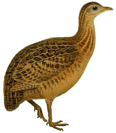 darwin's nothura: a tinamou, Nothura darwinii