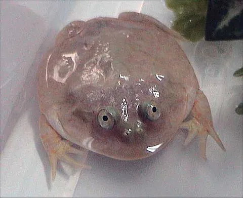 budgett's frog: lepidobatrachus laevis, a species of frog often kept as a pet for its comical appearance