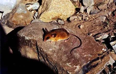baker's small-toothed harvest mouse: reithrodontomys bakeri, a species of Mexican harvest mouse