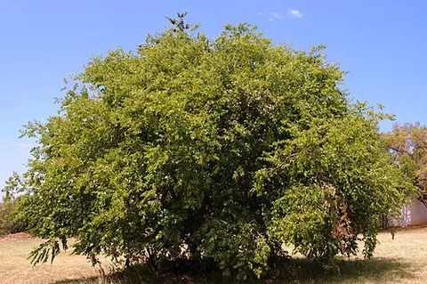 come-and-i'll-kiss-you: a tree native to southern Africa of species Ziziphus mucronata