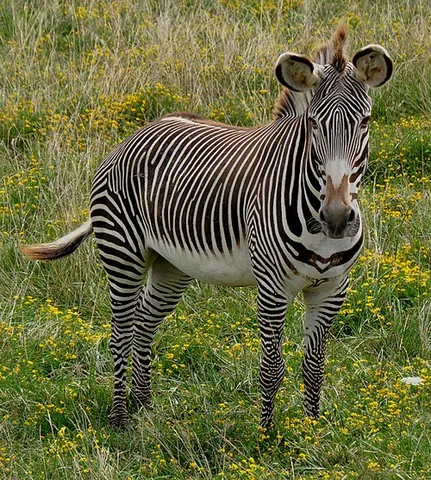 grévy's zebra: equus grevyi, the largest species of zebra