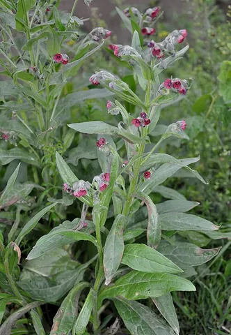 hound's tongue: any member of the genus Cynoglossum of small-flowered herbs and shrubs of the Old World