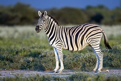 burchell's zebra: equus quagga burchellii, a southern subspecies of the plains zebra