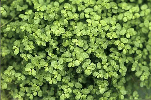 baby's tears: any of various plants having parts (such as leaves or spots on leaves, petals, etc.) resembling...