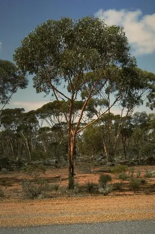 strickland's gum: eucalyptus stricklandii, a species of small eucalyptus or gum tree endemic to western Australia