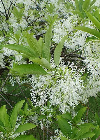 old man's beard: a fringe tree (Chionanthus virginicus)