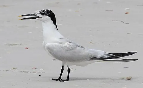 cabot's tern: the bird Thalasseus acuflavidus