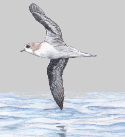 zino's petrel: the Madeira petrel, Pterodroma madeira, an endangered species of gadfly petrel endemic to the...