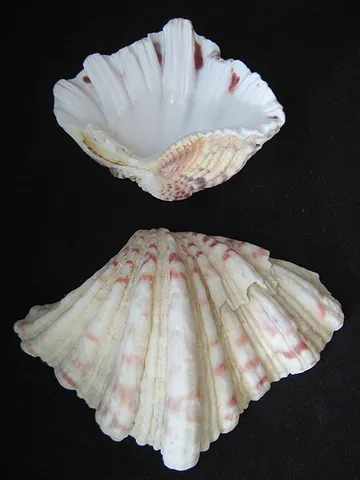 bear's-paw: a large bivalve mollusc of the East Indies (Hippopus hippopis)
