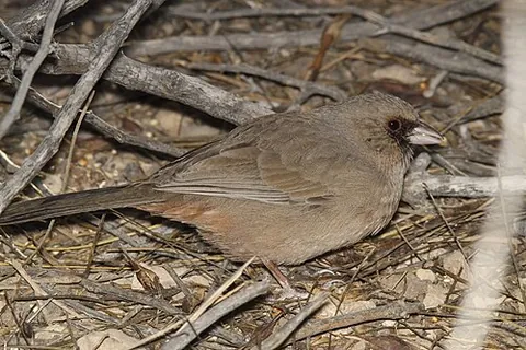 abert's towhee: melozone aberti (syn. Pipilo aberti), a predominantly brown towhee of the southwestern United States