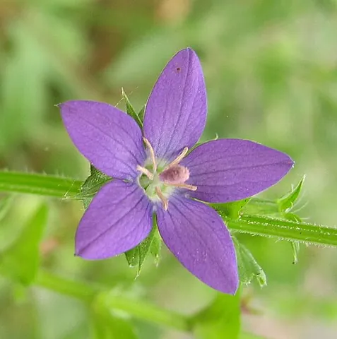 venus's looking-glass: any of the plants of Triodanis, especially of species Triodanis biflora