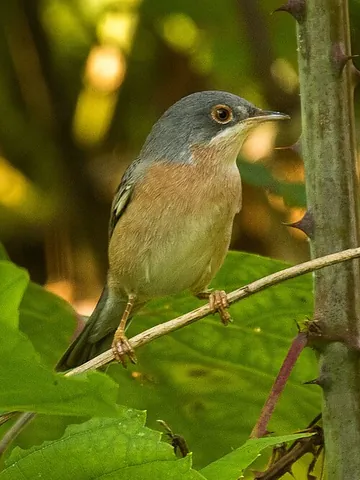 moltoni's warbler: sylvia subalpina, an Old World warbler