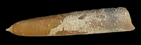 devil's finger: a belemnite, any of various extinct species of cephalopod in the order Belemnitida