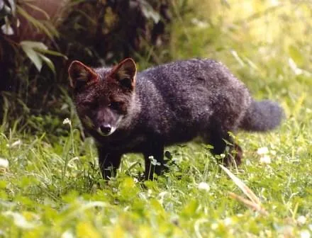 darwin's fox: a fox-like South American canid of species Lycalopex fulvipes, found predominantly on Chiloé