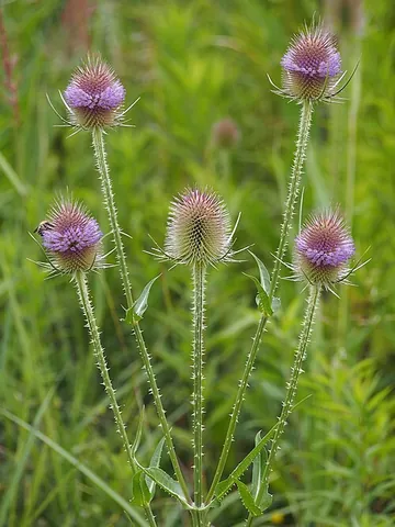 fuller's teasel: a flowering plant of species Dipsacus sativus